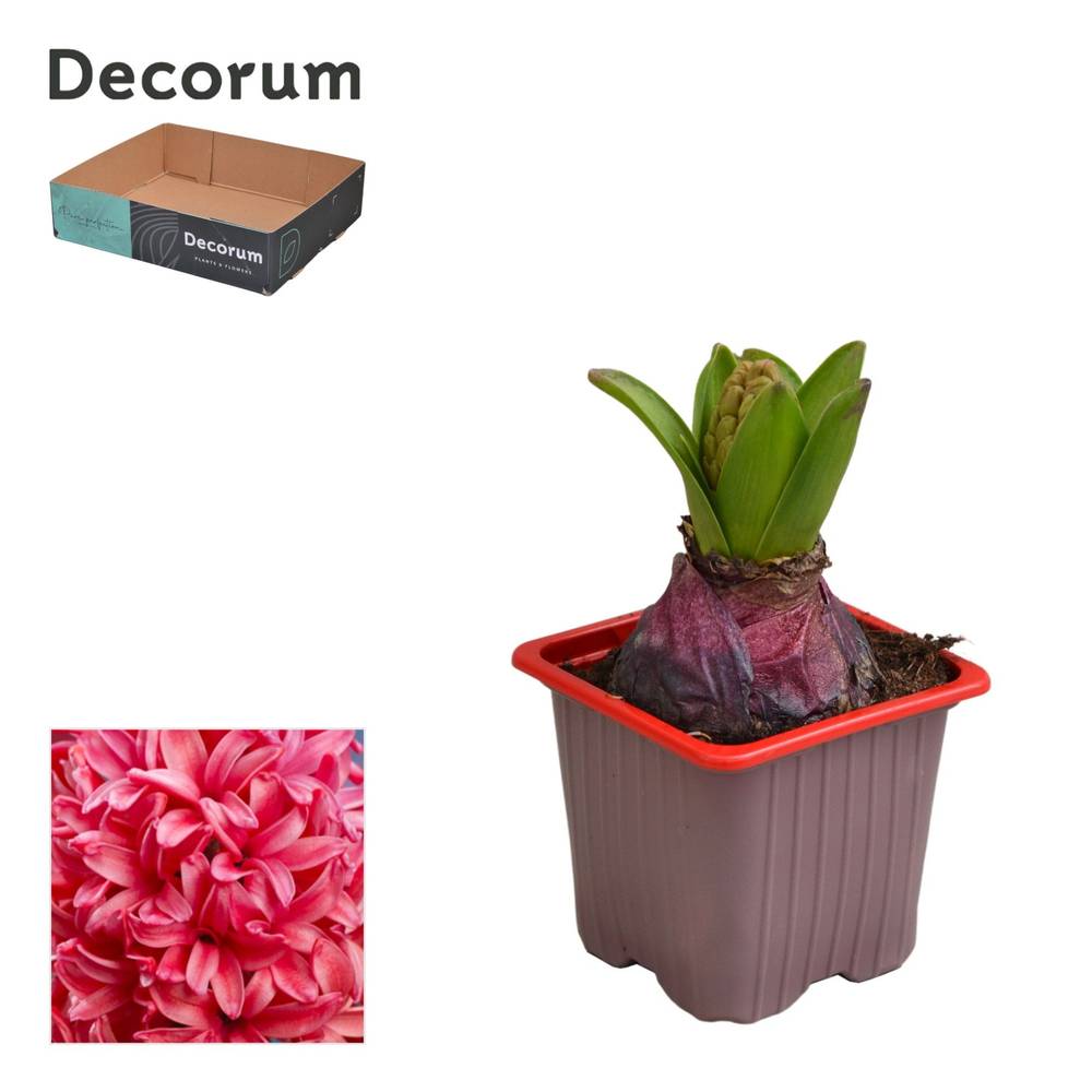 Hyazinthe 1er rot Red Glory T07 H012