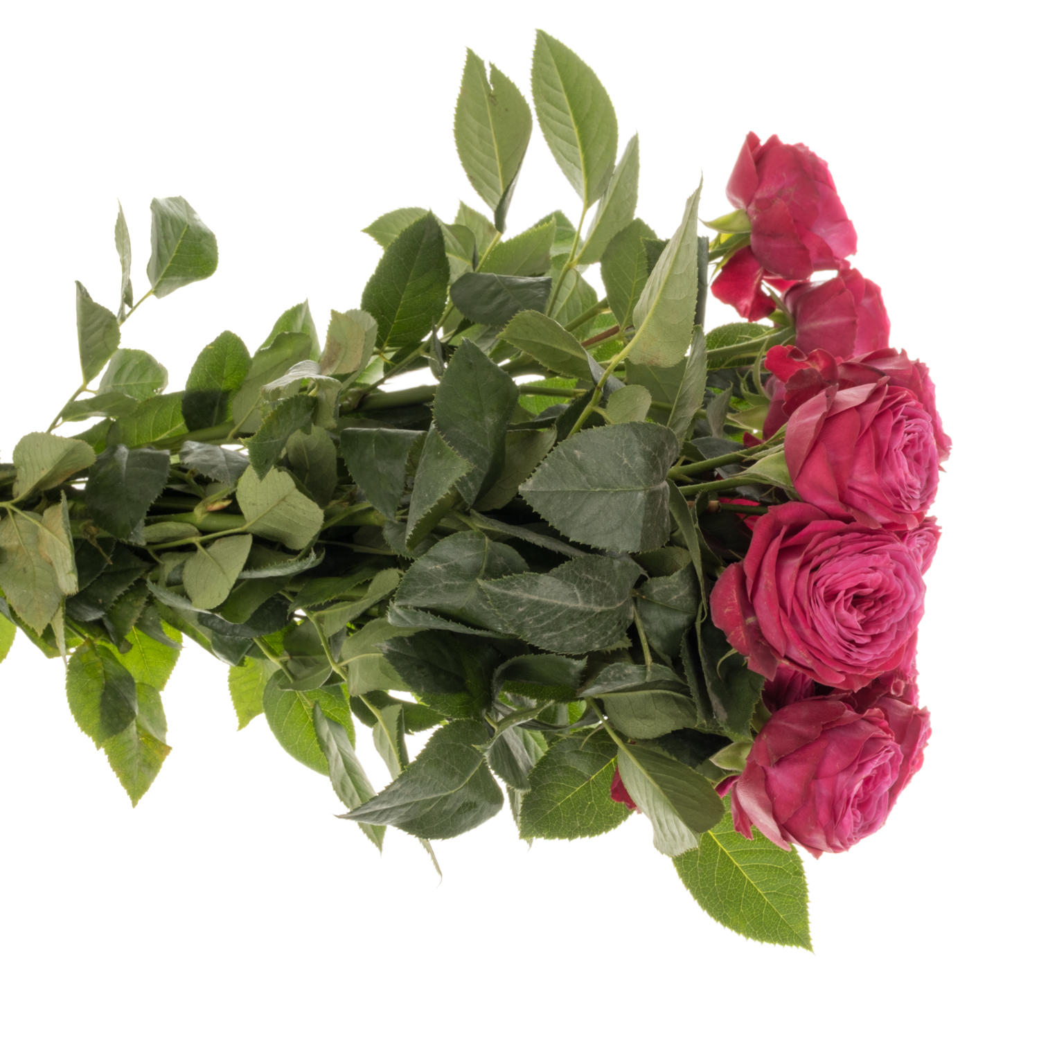Rose verzweigt fuchsia Dima Bombastic 3+Blüte 40cm