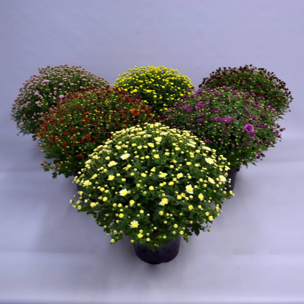 Chrys.mix Jasoda T19 H040