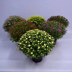 Chrys.mix Jasoda T19 H040