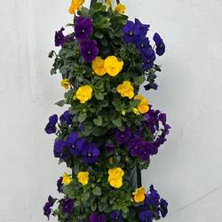 Hornveilchen gelb/lila/blau Wandhänger H025