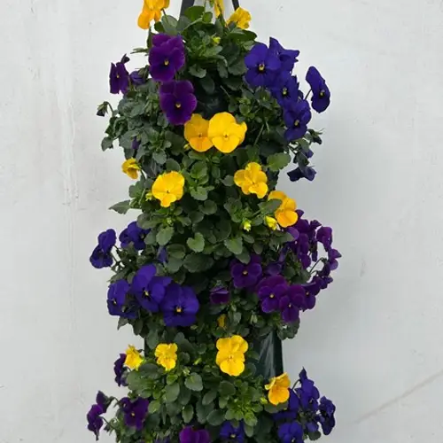 Hornveilchen gelb/lila/blau Wandhänger H025