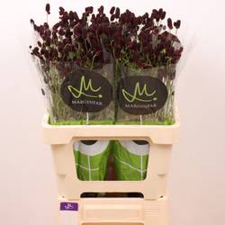 Sanguisorba weinrot Black Dream Select 60cm