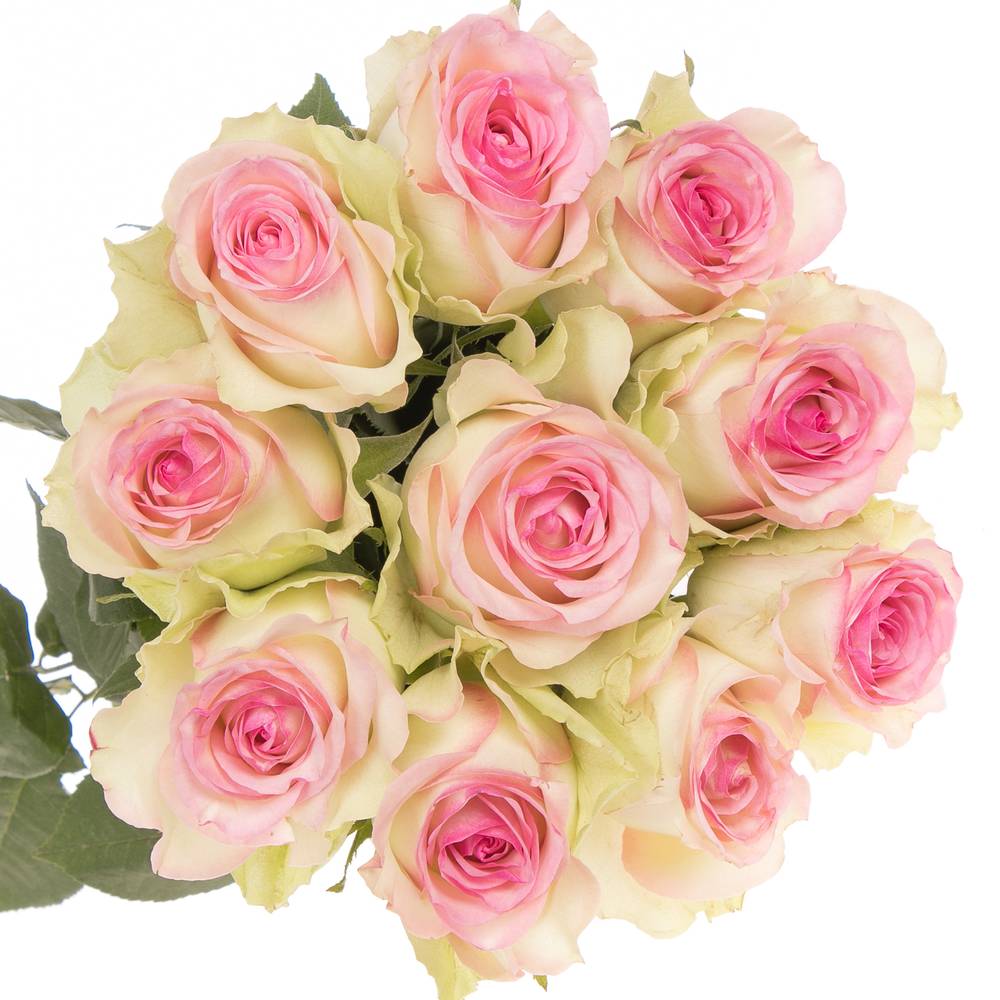 Rose creme/rosa Pink Journey 70cm