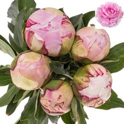 Pfingstrose rosa gefüllt Sarah Bernhard 60cm