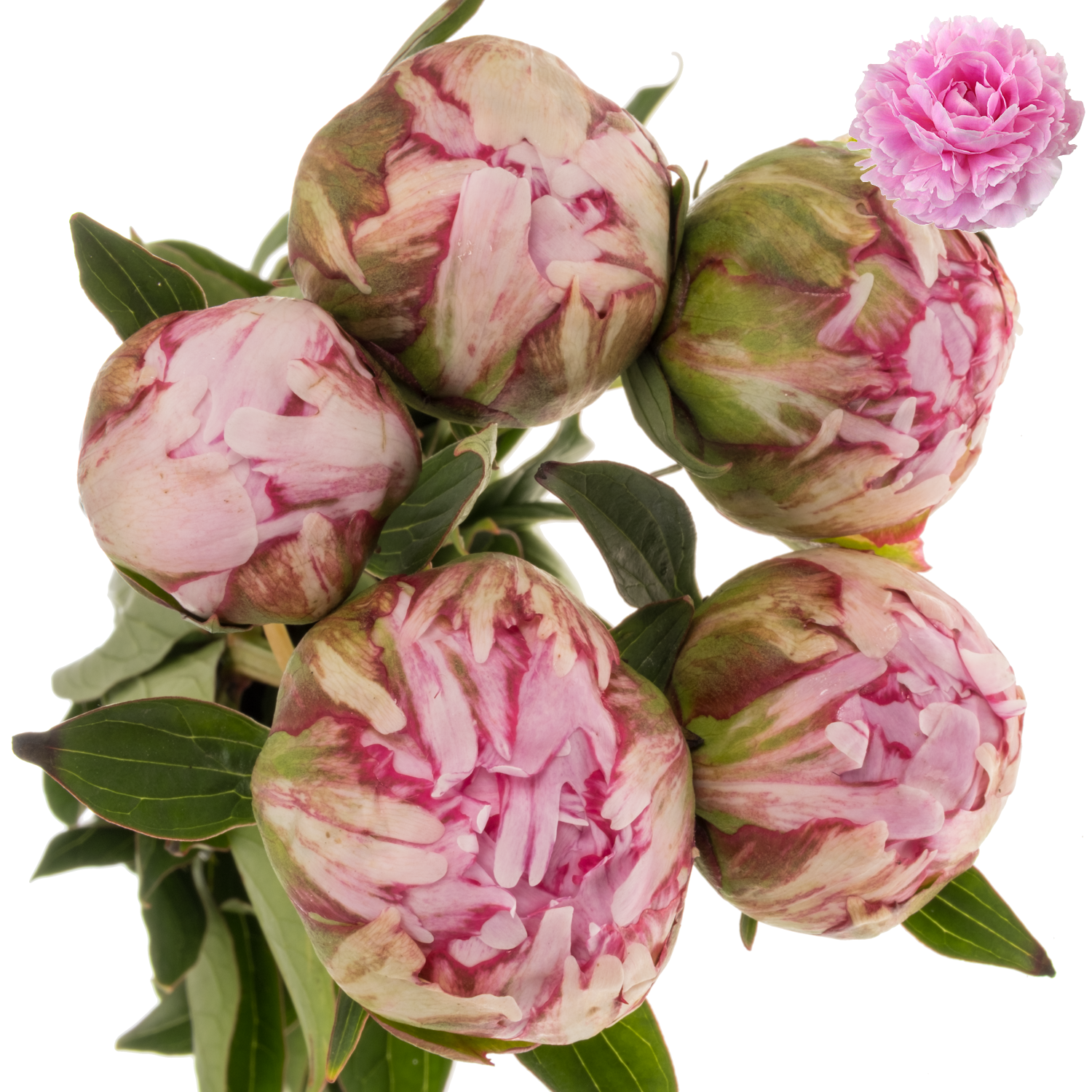 Pfingstrose rosa gefüllt Sarah Bernhard 60cm