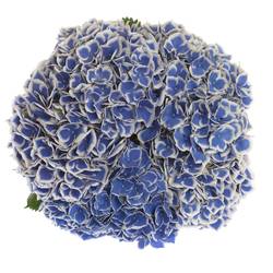 Hortensie blau/weiss Dali Bol 17cm 60cm