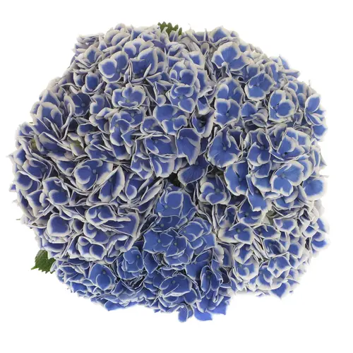 Hortensie blau/weiss Dali Bol 17cm 60cm