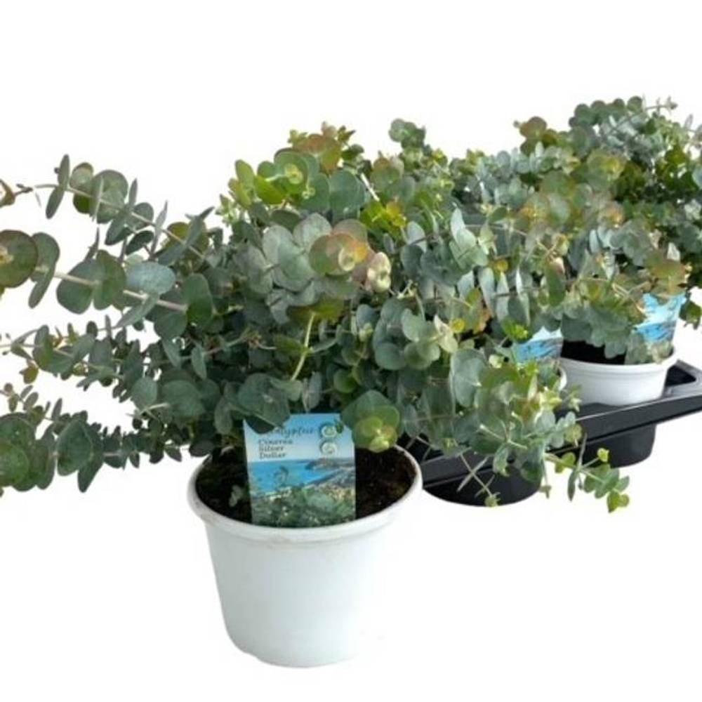 Eukalyptus Gunnii Busch T17 H40