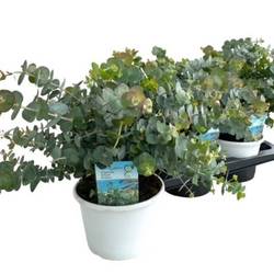 Eukalyptus Gunnii Busch T17 H40