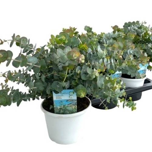 Eukalyptus Gunnii Busch T17 H40