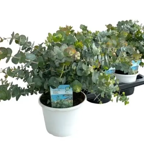 Eukalyptus Gunnii Busch T17 H40
