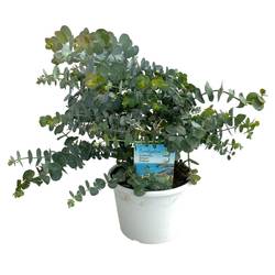 Eukalyptus Gunnii Busch T17 H40