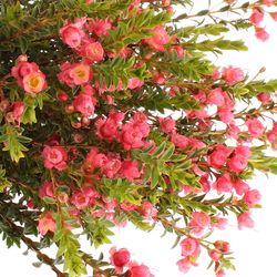 Wachsflower rosa Rey 25 Gramm 55cm