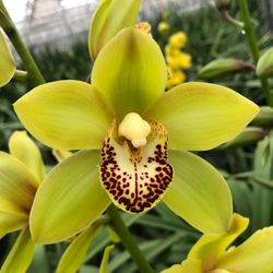 Mini Cymbidium grün Siette 70cm 15+Blüte
