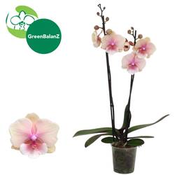 Phal.2-R Novelty T12 H065