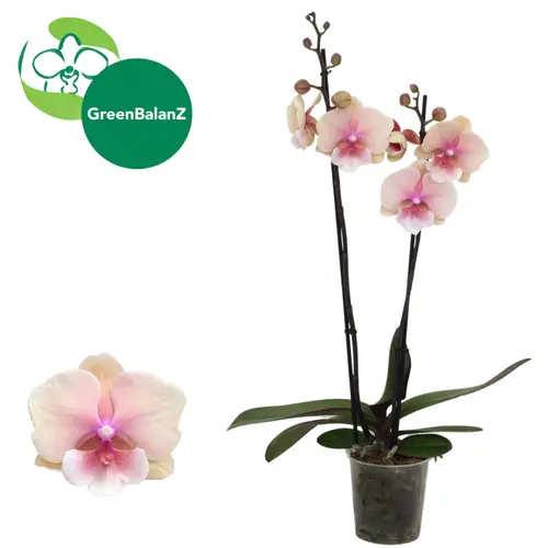 Phal.2-R Novelty T12 H065