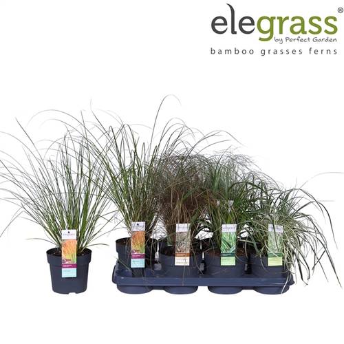 Carex mix T14 H40