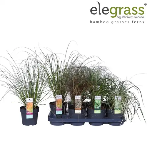 Carex mix T14 H40