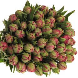 Tulpe Freiland pink doppel Amazing 28 Gramm