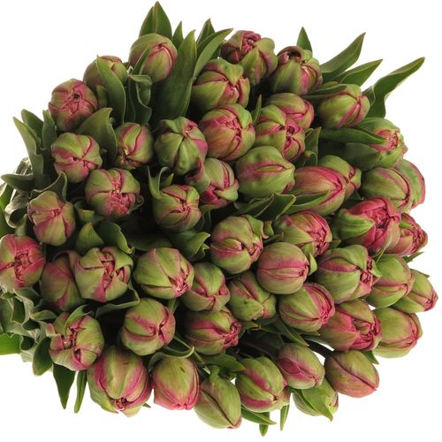 Tulpe Freiland pink doppel Amazing 28 Gramm