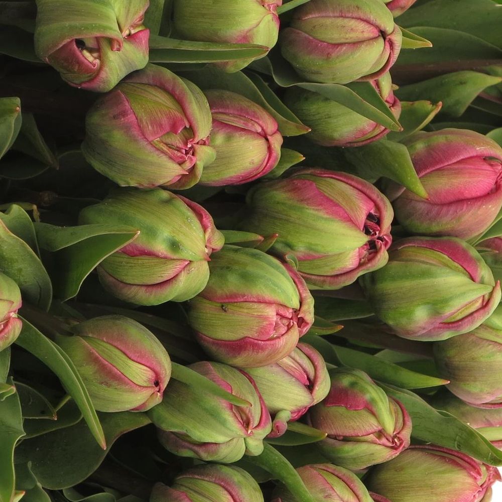 Tulpe Freiland pink doppel Amazing 28 Gramm