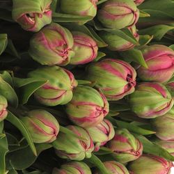 Tulpe Freiland pink doppel Amazing 28 Gramm