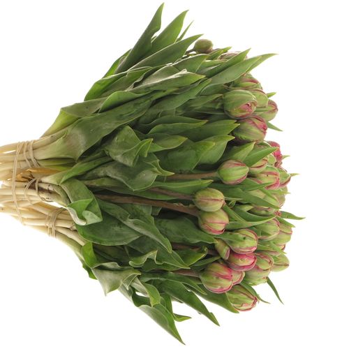 Tulpe Freiland pink doppel Amazing 28 Gramm