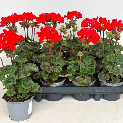 Pelargonium Zonale dunkel orange T09 H030