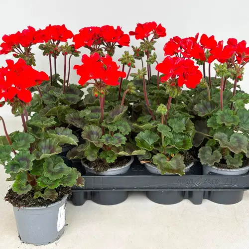 Pelargonium Zonale dunkel orange T09 H030