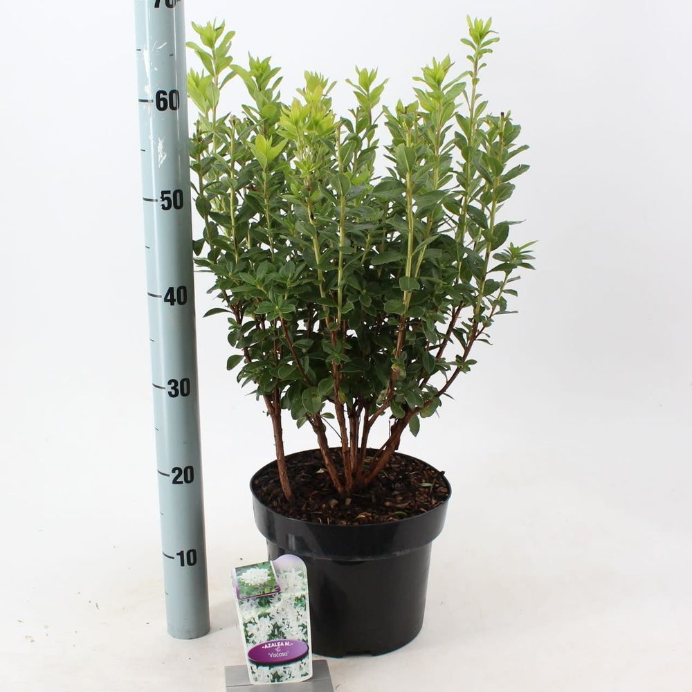 Rhodo.Ak Viscosa T23 H60