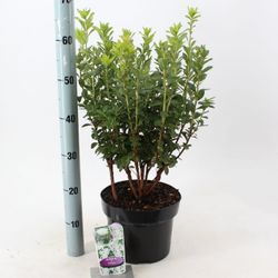 Rhodo.Ak Viscosa T23 H60