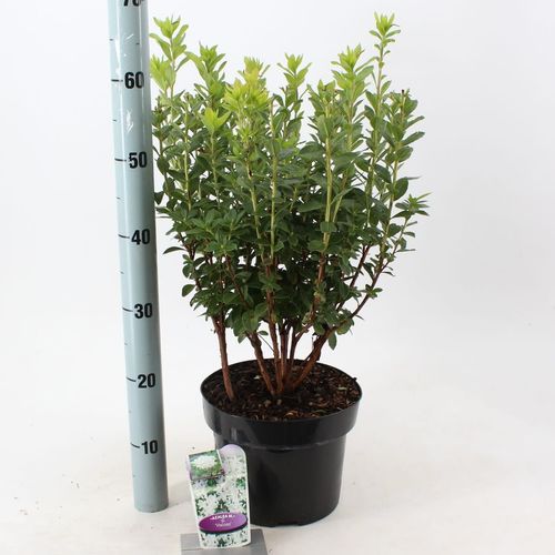 Rhodo.Ak Viscosa T23 H60