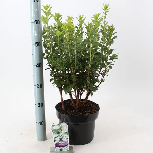 Rhodo.Ak Viscosa T23 H60