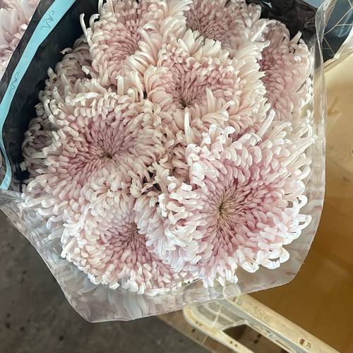 Chrys.Deko hell rosa spin neu !! Vannova