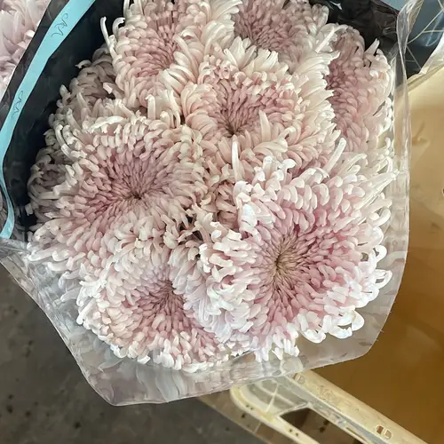Chrys.Deko hell rosa spin neu !! Vannova