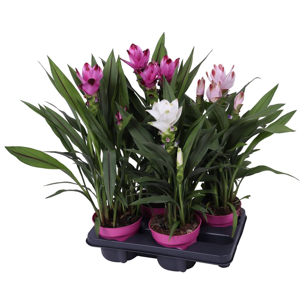 Curcuma mix T14 H060