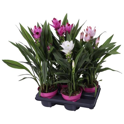 Curcuma mix T14 H060