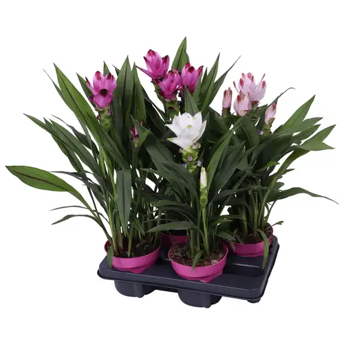 Curcuma mix T14 H060