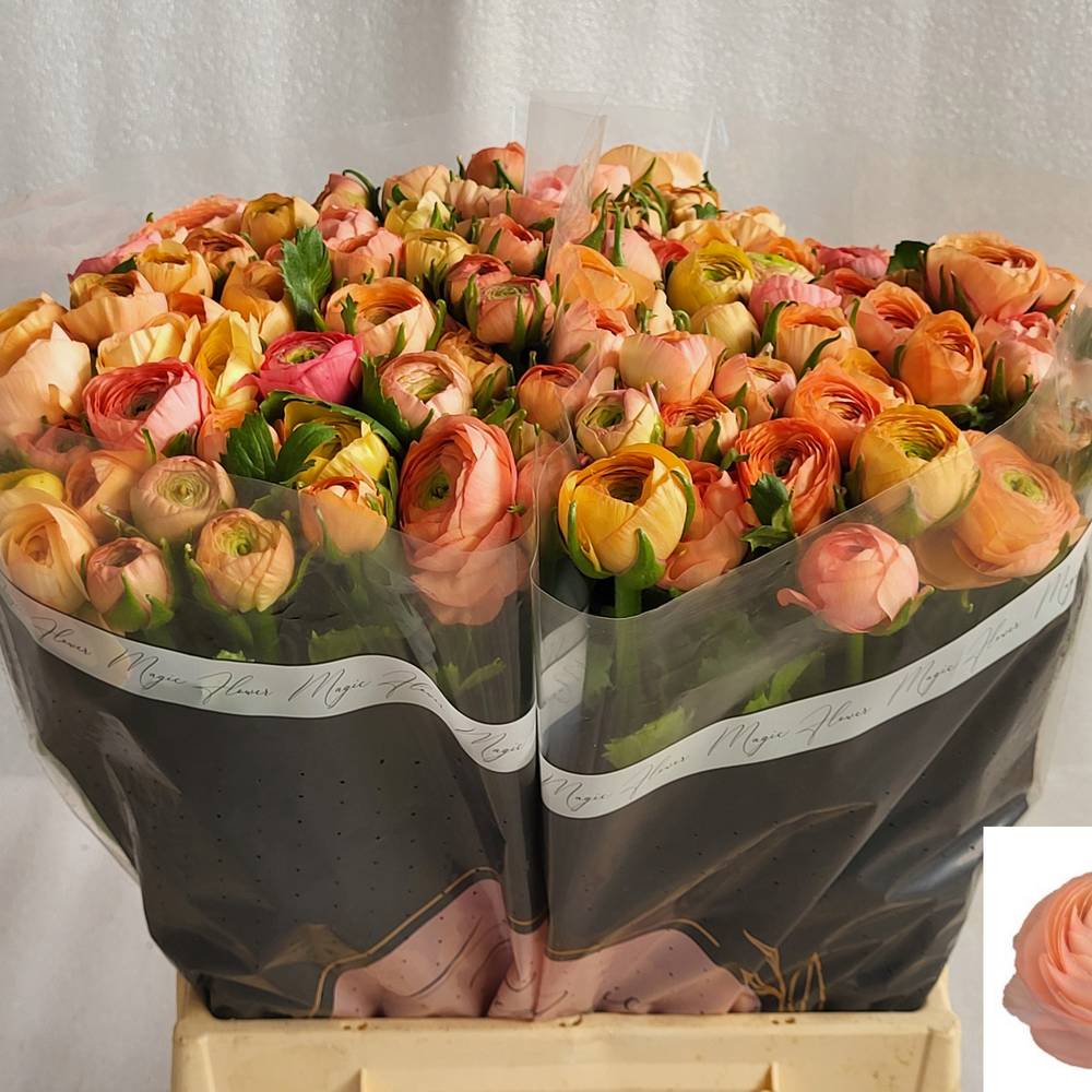 Ranunkel orange-orange Elegance Salmon 45cm x 40
