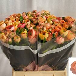Ranunkel orange-orange Elegance Salmon 45cm x 40