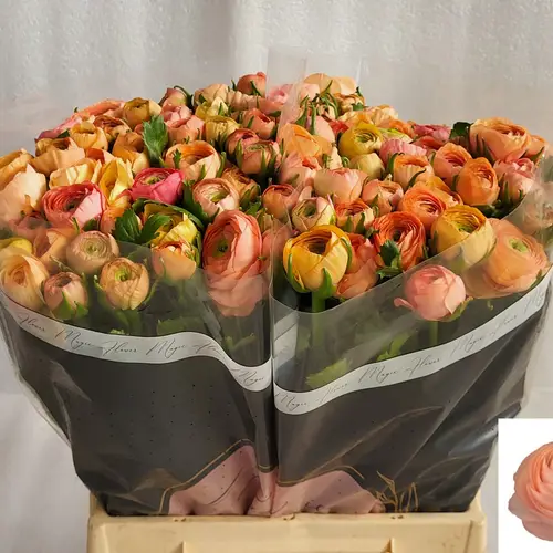 Ranunkel orange-orange Elegance Salmon 45cm x 40