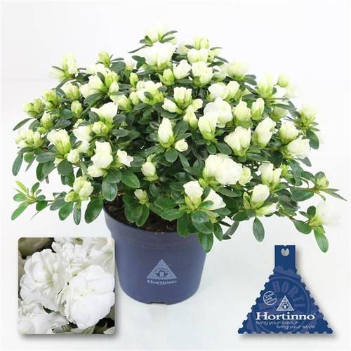 Azalee weiss Hortinno Noralinde T13 H025