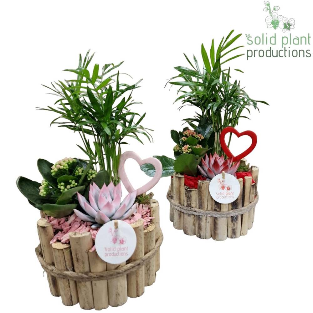 Chamaed.Arr mix Milano Small HVC001RP T17 H035