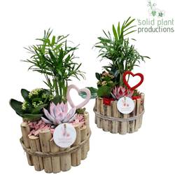 Chamaed.Arr mix Milano Small HVC001RP T17 H035