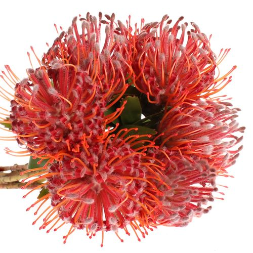 Nutans rot Crimson 40cm