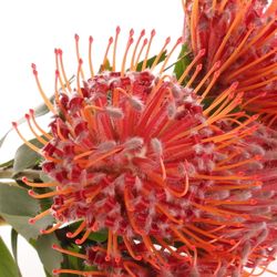 Nutans rot Crimson 40cm