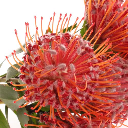 Nutans rot Crimson 40cm