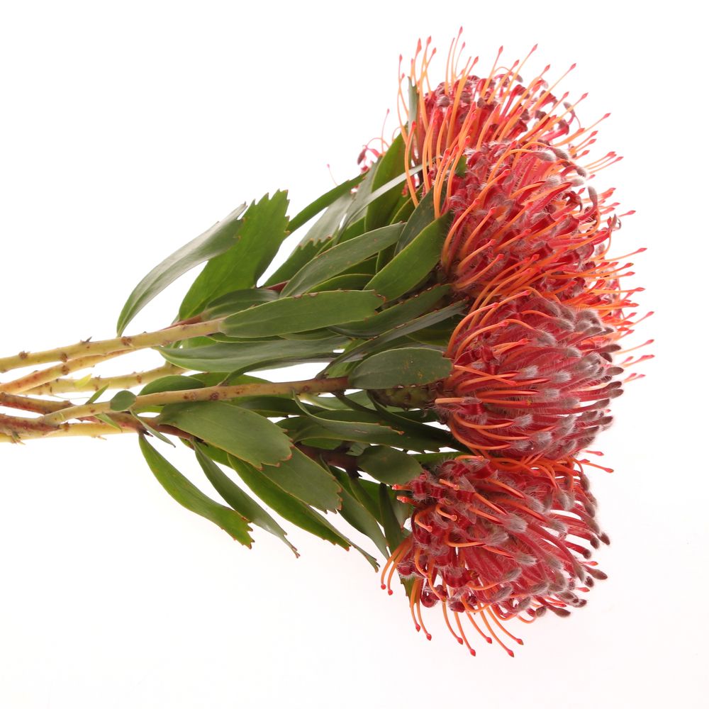 Nutans rot Crimson 40cm