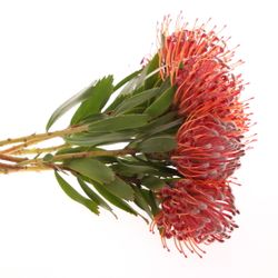 Nutans rot Crimson 40cm